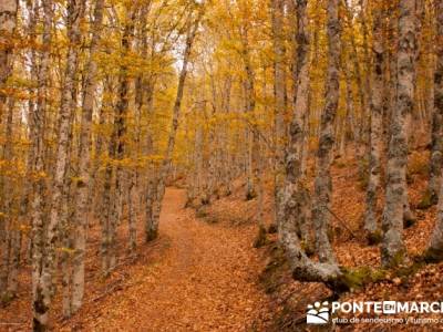 Viaje otoño senderismo, Parque Natural del Hayedo de Tejera Negra; senderismo rascafria